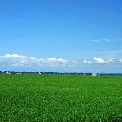 大潟村産サキホコレ精米10kg(5kg×2袋)