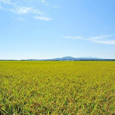 【先行受付】R6年度産 あきたこまち精米5kg