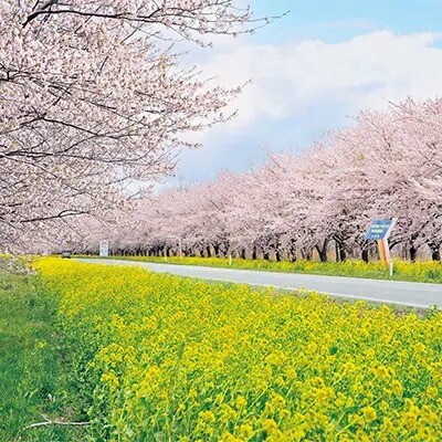【先行受付】令和6年産あきたこまち精米10kg