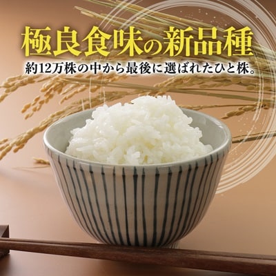 サキホコレ精米5kg