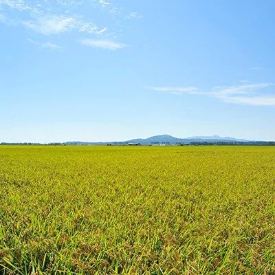 2022年5月発送開始『定期便』【玄米】大潟村産の美味しい「特別栽培米あきたこまち5kg」全9回