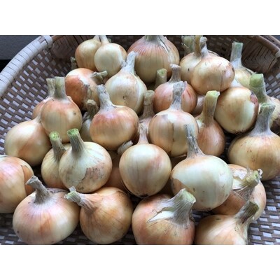栽培期間農薬不使用栽培 秋田県大潟村産 玉ねぎ ラッキー 10kg お礼品詳細 ふるさと納税なら さとふる