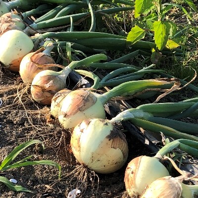 玉ねぎ(野菜)5kg(栽培期間農薬不使用)お中元・ギフトに(大潟村)