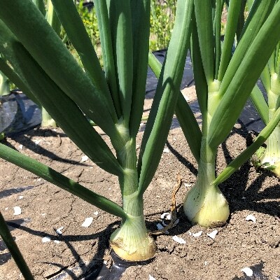 玉ねぎ(野菜)5kg(栽培期間農薬不使用)お中元・ギフトに(大潟村)