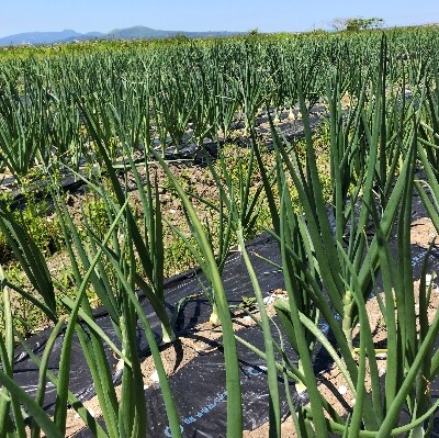 玉ねぎ(野菜)5kg(栽培期間農薬不使用)お中元・ギフトに(大潟村)