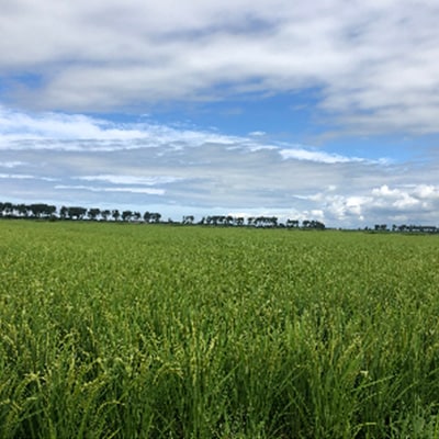 【令和6年産】もち米　白米5kg (栽培期間中　農薬不使用・化学肥料不使用)