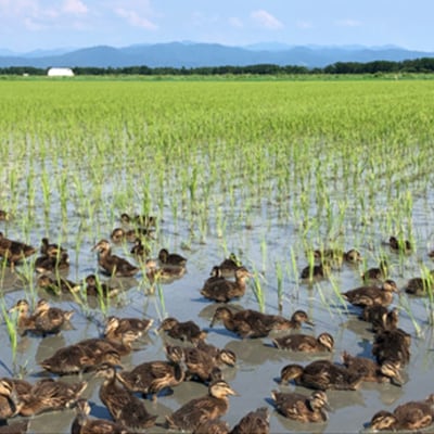 【令和6年産】もち米　白米5kg (栽培期間中　農薬不使用・化学肥料不使用)