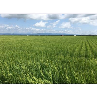 【2ヵ月毎定期便】あきたこまち白米5kg (栽培期間中農薬不使用・化学肥料不使用) 全3回
