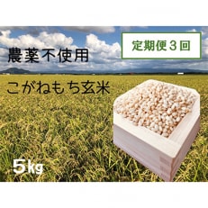 【2ヵ月毎定期便】もち米玄米5kg (栽培期間中農薬不使用・化学肥料不使用) 全3回