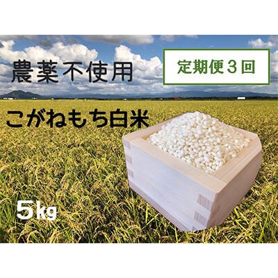 【2ヵ月毎定期便】もち米白米5kg (栽培期間中農薬不使用・化学肥料不使用) 全3回