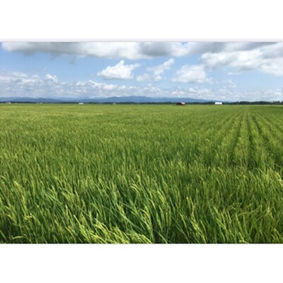 【2ヵ月毎定期便】もち米白米5kg (栽培期間中農薬不使用・化学肥料不使用) 全3回