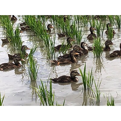 【2ヵ月毎定期便】もち米白米5kg (栽培期間中農薬不使用・化学肥料不使用) 全3回