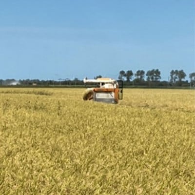 令和7年産　特別栽培米あきたこまち10kg(白米)