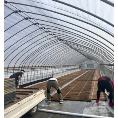 【さとふる限定】特別栽培米サキホコレ10kg(5kg×2)