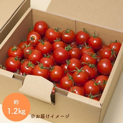 【先行受付】熊野薬草園のミニトマト(1.2kg) トマト ミニトマト 熊野