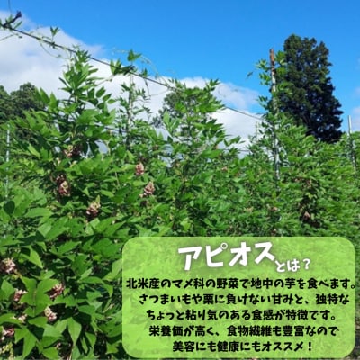 スーパーフード 糖度30度あま～いアピオス(生) 1kg