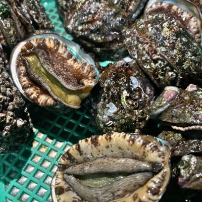 陸奥湾産　天然活アワビ　　約100g×3個　蝦夷アワビ　脇野沢漁協　