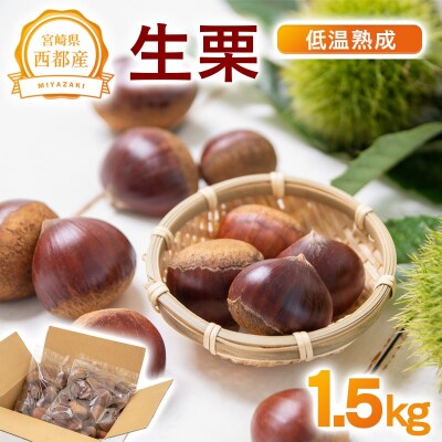 宮崎県西都市産　低温熟成栗(生栗)1.5kg 【先行受付】[3111]