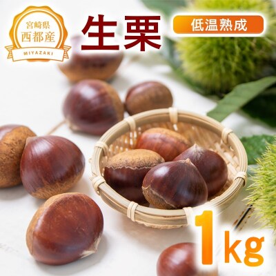 宮崎県西都市産　低温熟成栗(生栗)1kg 【先行受付】[3110]