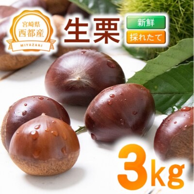 新鮮朝どれ国産生栗 3kg 西都市産【先行受付】[3115]