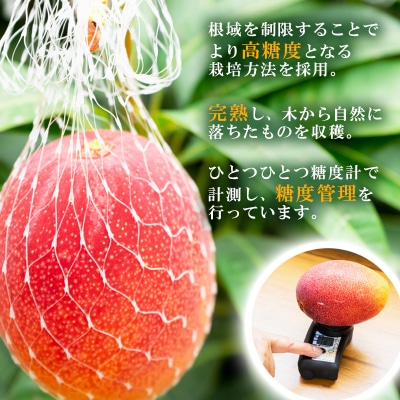 糖度14度以上2玉計900g　長友農園完熟マンゴー(3L×2)宮崎県西都産【先行受付】[2886]