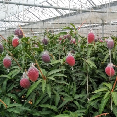 糖度14度以上2玉計900g　長友農園完熟マンゴー(3L×2)宮崎県西都産【先行受付】[2886]
