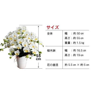 綺麗で丈夫な三河陶器で贈る光触媒胡蝶蘭小輪5本立(白の陶器×白色の花)H100-102