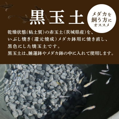 黒玉土1リットル　めだか鉢 金魚鉢 メダカ 鉢 陶器 睡蓮 多孔質土　H100-108