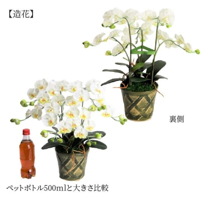 綺麗で丈夫な三河陶器で贈る光触媒胡蝶蘭小輪3本立(グリーンの陶器×白色の花)　H100-111