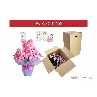 綺麗で丈夫な三河陶器で贈る光触媒胡蝶蘭小輪3本立(グリーンの陶器×白色の花)　H100-111
