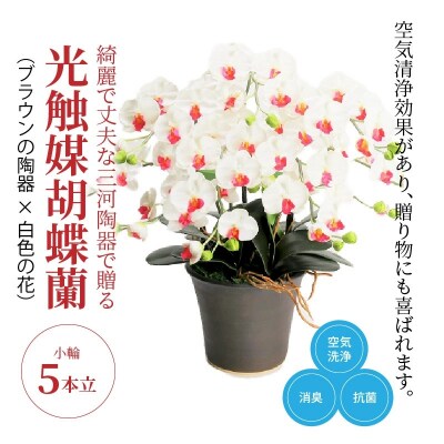 綺麗で丈夫な三河陶器で贈る光触媒胡蝶蘭小輪5本立(ブラウンの陶器×白色の花)　H100-112