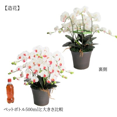 綺麗で丈夫な三河陶器で贈る光触媒胡蝶蘭小輪5本立(ブラウンの陶器×白色の花)　H100-112