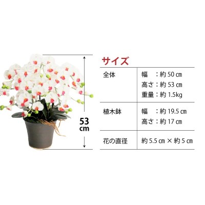 綺麗で丈夫な三河陶器で贈る光触媒胡蝶蘭小輪5本立(ブラウンの陶器×白色の花)　H100-112