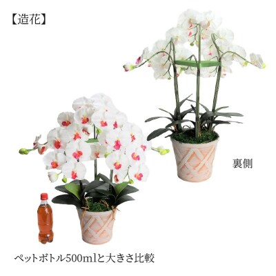 綺麗で丈夫な三河陶器で贈る光触媒胡蝶蘭大輪3本立(ホワイトビスクの陶器×白の花)　H100-114
