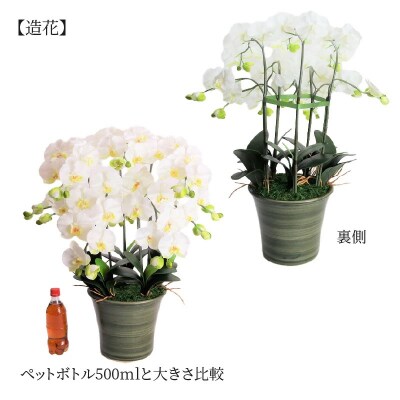 綺麗で丈夫な三河陶器で贈る光触媒胡蝶蘭大輪5本立(グリーンの陶器×白色の花)　H100-117
