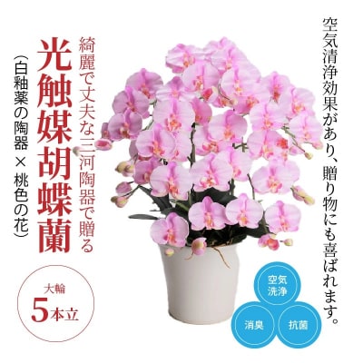 綺麗で丈夫な三河陶器で贈る光触媒胡蝶蘭大輪5本立(白釉薬の陶器×桃色の花)　H100-118