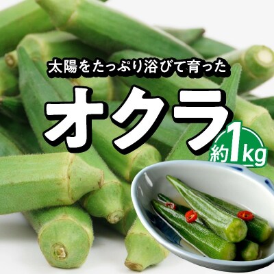 【2025年発送】太陽をたっぷり浴びて育った　オクラ1kg　H139-027