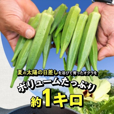 【2025年発送】太陽をたっぷり浴びて育った　オクラ1kg　H139-027