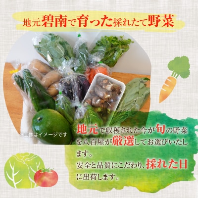 目利きのプロ 八百屋厳選 野菜詰め合わせセット(8～10種類お届け)　H151-015