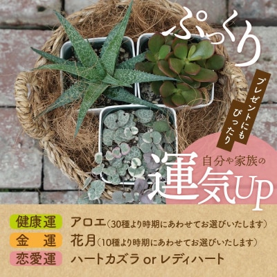 多肉植物3種幸福セット【令和元年 農林水産大臣賞受賞】 H195-007