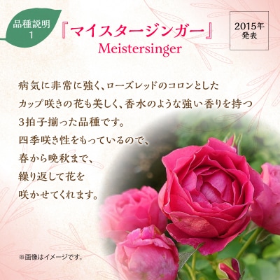 【Apple Roses】バラ苗『マイスタージンガー』大苗6号ポット植え