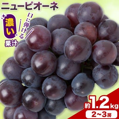 岡山県産 ご家庭用 ニューピオーネ 約1.2kg《9月上旬-10月上旬頃出荷》【配送不可地域:離島】