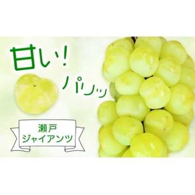 【2027年先行予約】瀬戸ジャイアンツ 2房 (1房480g以上) 化粧箱入り【配送不可地域あり】