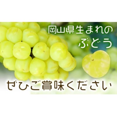 【2027年先行予約】瀬戸ジャイアンツ 2房 (1房480g以上) 化粧箱入り【配送不可地域あり】