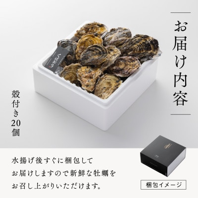 レビューキャンペーン中!広島県大竹市玖波産くばおう　殻付き牡蠣　20個(約4人前)