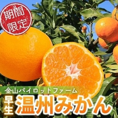 【2026年11月ごろから順次発送予定】金山パイロットファームの【温州みかん10kg(早生)】