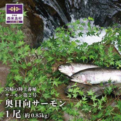 【ふるさと納税】奥日向サーモン1尾 (約0.85kg)　ご当地サーモン