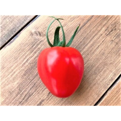 【事前受付】【4月～6月の定期便】たっぷり約2kg×3回!トマトベリーの定期便 H004-229