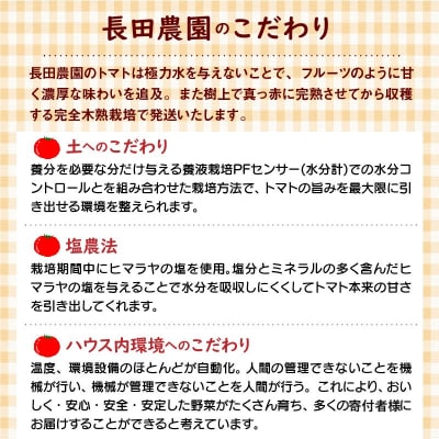 【先行受付!!】11月～6月毎月発送 トマトベリー定期便 8回コース【個数限定】 H004-234