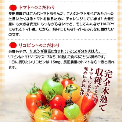 【事前受付】約2kgまるでトマトの宝石箱 フルーツジュエリートマト 4月～6月発送　H004-238